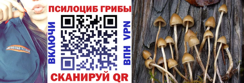 Псилоцибиновые грибы Cubensis  Купить закладки  Бодайбо 